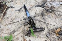 Orthetrum cancellatum