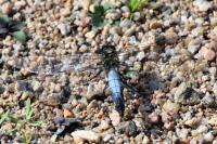 Orthetrum cancellatum