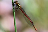 Pyrrhosoma nymphula