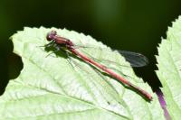 Pyrrhosoma nymphula