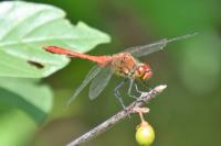 Sympetrum sanguineum