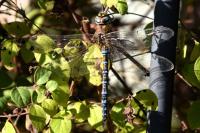 Aeshna mixta