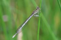 Platycnemis pennipes