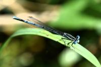 Platycnemis pennipes