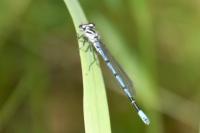 Coenagrion puella