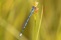 Coenagrion puella