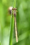 Platycnemis acutipennis