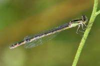 Enallagma cyathigerum