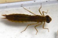 Anax imperator