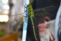 Anax imperator