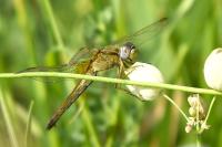 Crocothemis erythraea