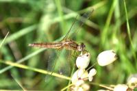 Crocothemis erythraea