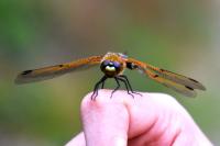 Libellula quadrimaculata