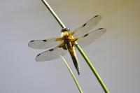 Libellula quadrimaculata