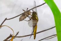 Libellula depressa