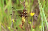 Libellula depressa