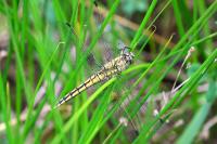 Orthetrum cancellatum