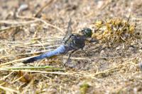 Orthetrum cancellatum