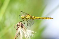 Sympetrum meridionale