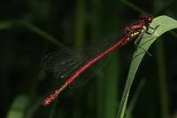 Pyrrhosoma nymphula