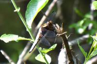 Libellula depressa