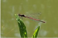 Pyrrhosoma nymphula