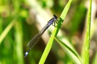 Ischnura elegans