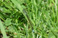 Ischnura elegans