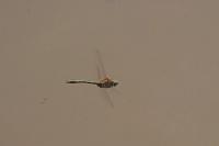 Cordulia aenea