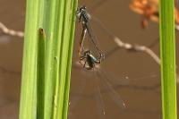 Ischnura elegans