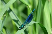 Calopteryx splendens
