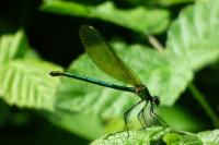 Calopteryx splendens