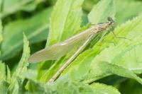 Calopteryx splendens