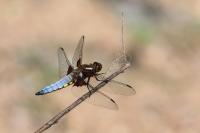 Libellula depressa