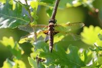 Epitheca bimaculata