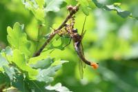 Epitheca bimaculata