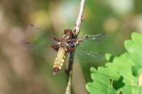 Libellula depressa