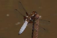 Libellula depressa