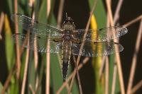 Libellula quadrimaculata