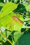 Libellula fulva