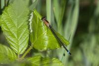 Ischnura elegans