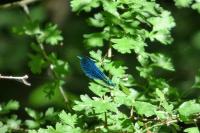 Calopteryx virgo