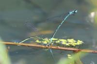Coenagrion puella