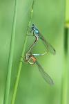 Ischnura elegans