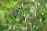 Anax parthenope