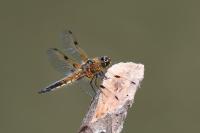 Libellula quadrimaculata