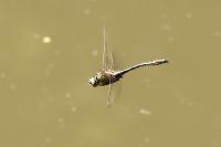 Cordulia aenea