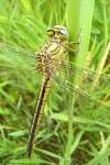 Gomphus pulchellus