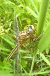 Gomphus pulchellus
