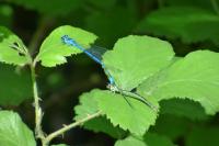 Coenagrion puella